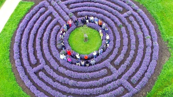 project "LAVENDER LABIRINTH IN THE BOTANICAL GARDEN" (Odesa, Ukraine)