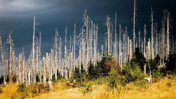 Project idea "FOREST" (Europe)