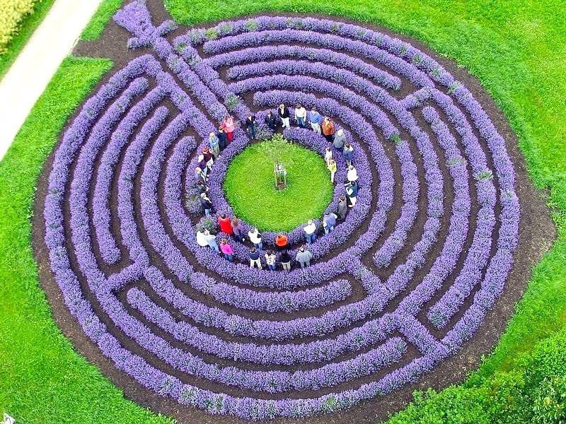 project "LAVENDER LABIRINTH IN THE BOTANICAL GARDEN" (Odesa, Ukraine)