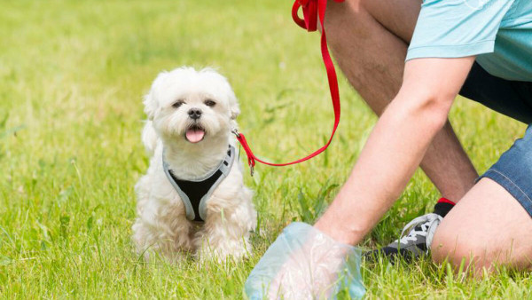 project "ECOSTATIONS for DOGS" (Odesa, Ukraine)