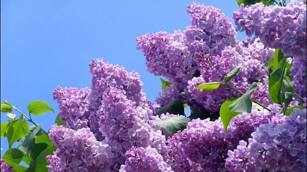project "LILAC ALLEY" (Odesa, Ukraine)