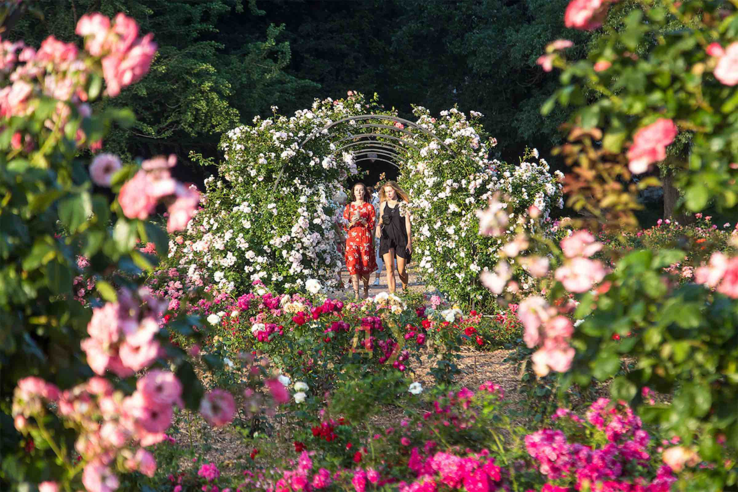 project "TWO ROSARIES IN THE BOTANICAL GARDENS" (Odesa, Ukraine)